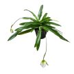 Paphiopedilum Leeanum ( virágzóképes)