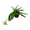 Paphiopedilum Leeanum ( virágzóképes)