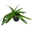 Paphiopedilum Leeanum ( virágzóképes)