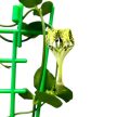 Ceropegia sandersonii 'NoID' (Inplanted)