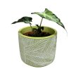 Alocasia 'Loco'
