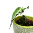 Alocasia 'Loco'