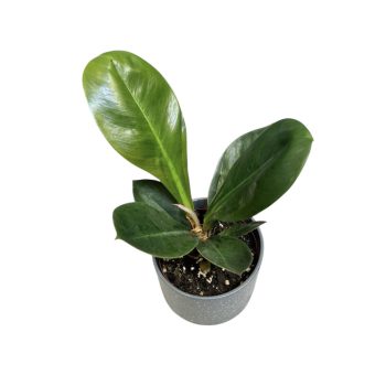 Philodendron linnaei