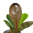 Philodendron linnaei