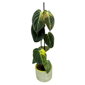 Philodendron melanochrysum 'Variegata' 3.