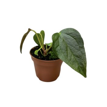 Anthurium 'Queen of Hearts' (mini)