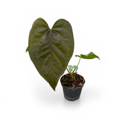 Anthurium 'Queen of Hearts' (mini)