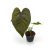 Anthurium 'Queen of Hearts' (mini)