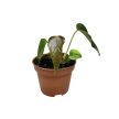 Anthurium 'Queen of Hearts' (mini)