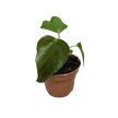 Anthurium 'Queen of Hearts' (mini)