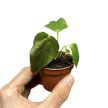 Anthurium 'Queen of Hearts' (mini)