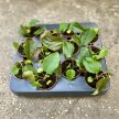Anthurium 'Queen of Hearts' (mini)
