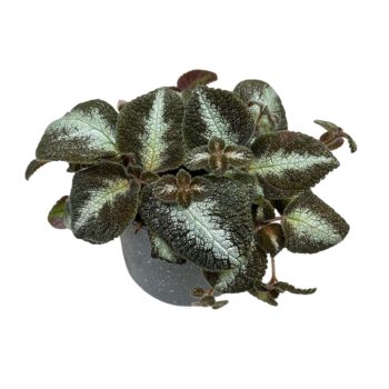 Episcia 'Grey Lady' mini