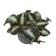 Episcia 'Grey Lady'