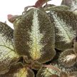 Episcia 'Grey Lady' mini