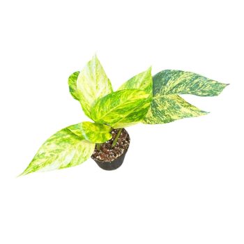 Epipremnum pinnatum 'Goldfinger' (Inplanted)