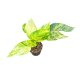 Epipremnum pinnatum 'Goldfinger' (Inplanted)