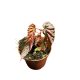 Begonia 'Pink Lady'