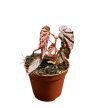 Begonia 'Pink Lady'