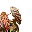Begonia 'Pink Lady'