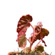 Begonia 'Pink Lady'