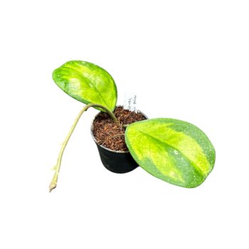 Hoya obovata 'Variegata' (Inplanted)