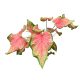 Caladium bicolor 'Chinook'