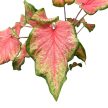 Caladium bicolor 'Chinook'