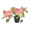 Caladium bicolor 'Chinook'