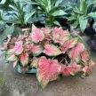 Caladium bicolor 'Chinook'