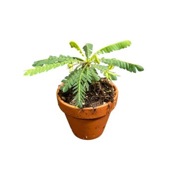 Biophytum sensitivum