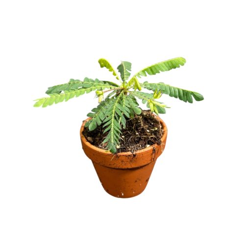 Biophytum sensitivum