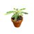 Biophytum sensitivum