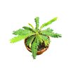 Biophytum sensitivum