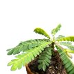 Biophytum sensitivum