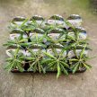Biophytum sensitivum
