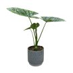 Alocasia 'Lukiwan'