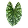 Alocasia 'Lukiwan'