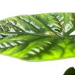 Alocasia 'Lukiwan'
