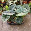 Alocasia 'Lukiwan'