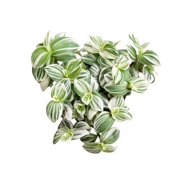 Tradescantia 'Brightness'