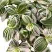 Tradescantia 'Brightness'