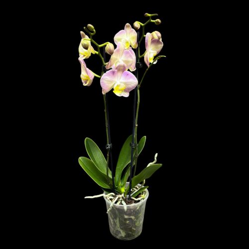 Phalaenopsis hibrid 16. (virágzóképes)