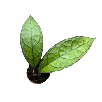 Hoya clemensiorum 'Dark Leaf' (Inplanted)