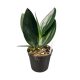 Scindapsus treubii 'Dark Form' (Inplanted)