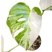 Monstera deliciosa 'Variegata' (Inplanted)
