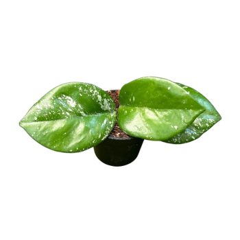 Hoya carnosa 'Freckles Splash' (Inplanted)