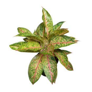 Aglaonema 'Tango Pink' (XL)