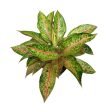 Aglaonema 'Tango Pink' (XL)
