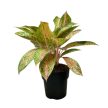 Aglaonema 'Tango Pink' (XL)
